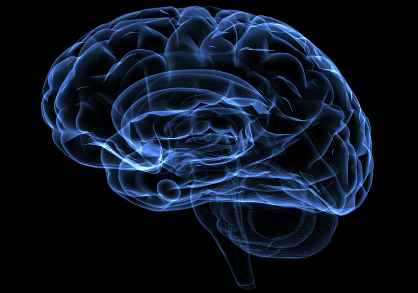 Ученые разобрались в том, как мозг создает гигантские синапсы для эффективной обработки слуховой информации