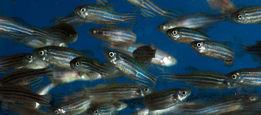 Могут ли 20 000 рыбок данио-рерио помочь создать лекарство от глухоты?